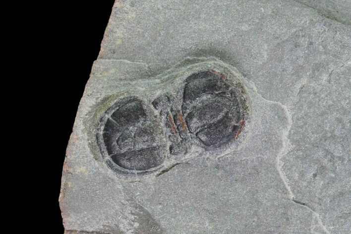 Peronopsis Agnostid Trilobite - Wheeler Shale, Utah #97161